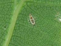 Attēlu rezultāti vaicājumam “Coniopterygidae”