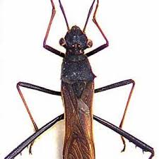 Attēlu rezultāti vaicājumam “Alydus calcaratus imago”