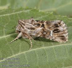 Attēlu rezultāti vaicājumam “Calophasia lunula”