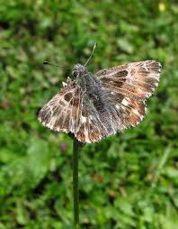 Attēlu rezultāti vaicājumam “Carcharodus floccifera upperside”