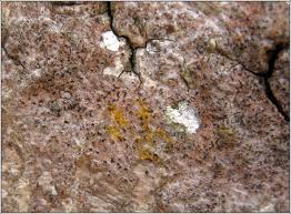 Attēlu rezultāti vaicājumam “Opegrapha rufescens”