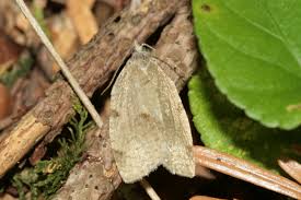 Attēlu rezultāti vaicājumam “Lozotaenia forsterana”