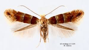 Attēlu rezultāti vaicājumam “Phyllonorycter nicellii”