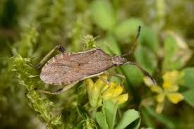 Attēlu rezultāti vaicājumam “Psallus sp. imago”