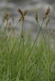 Attēlu rezultāti vaicājumam “Blysmus compressus”