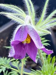 Image result for Pulsatilla