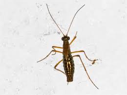 Attēlu rezultāti vaicājumam “Boreus”