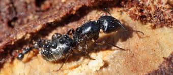 Attēlu rezultāti vaicājumam “Formicidae”