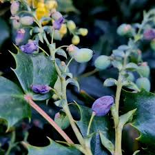 Attēlu rezultāti vaicājumam “Mahonia aquifolium bud”