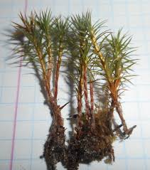 Attēlu rezultāti vaicājumam “Polytrichum juniperinum”