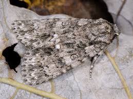 Attēlu rezultāti vaicājumam “Acronicta rumicis imago”