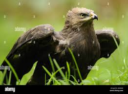 Attēlu rezultāti vaicājumam “Aquila pomarina adult”