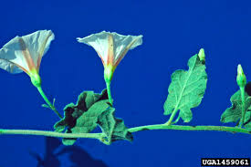 Attēlu rezultāti vaicājumam “Convolvulus arvensis flower”