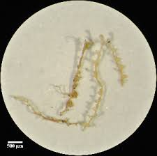 Attēlu rezultāti vaicājumam “Cladopodiella francisci”