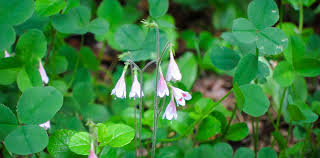 Attēlu rezultāti vaicājumam “Linnaea borealis flower”