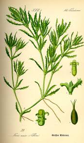 Attēlu rezultāti vaicājumam “Najas marina leaf”