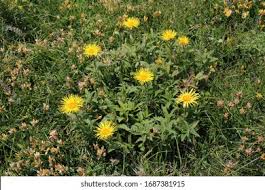 Image result for Inula hirta