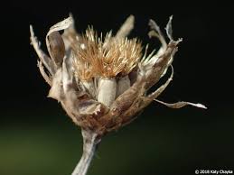 Image result for Centaurea cyanus