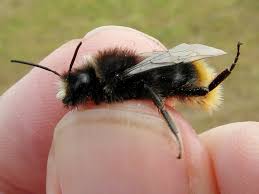 Attēlu rezultāti vaicājumam “Bombus lapidarius”