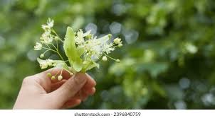 Attēlu rezultāti vaicājumam “Tilia cordata flower”