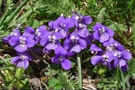 Attēlu rezultāti vaicājumam “Viola rupestris flower”