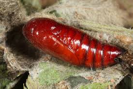 Attēlu rezultāti vaicājumam “Diarsia brunnea”