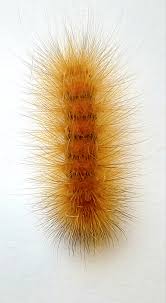 Attēlu rezultāti vaicājumam “Spilosoma sp.”