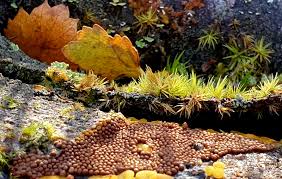 Attēlu rezultāti vaicājumam “Oligonema affine”