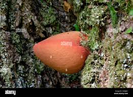 Attēlu rezultāti vaicājumam “Fistulina hepatica”