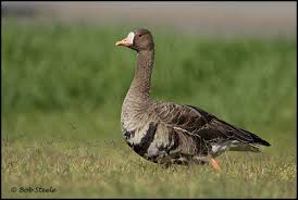 Attēlu rezultāti vaicājumam “Anser albifrons adult”