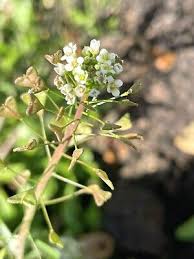 Attēlu rezultāti vaicājumam “Capsella bursa-pastoris flower”