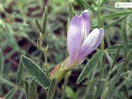 Attēlu rezultāti vaicājumam “Astragalus arenarius flower”