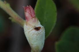 Attēlu rezultāti vaicājumam “Vaccinium vitis-idaea bud”