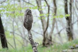 Attēlu rezultāti vaicājumam “Strix uralensis”