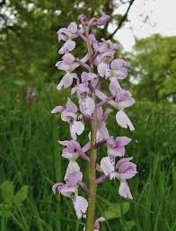 Attēlu rezultāti vaicājumam “Orchis mascula”