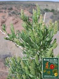 Attēlu rezultāti vaicājumam “Chenopodiaceae”