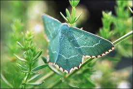 Attēlu rezultāti vaicājumam “Thalera fimbrialis”