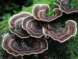 Attēlu rezultāti vaicājumam “Trametes versicolor”