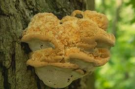 Attēlu rezultāti vaicājumam “Inonotus rheades”