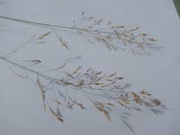 Attēlu rezultāti vaicājumam “Poa nemoralis fruit”