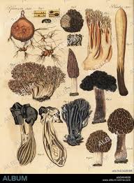 Attēlu rezultāti vaicājumam “Clavulina amethystina”