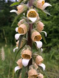 Image result for Digitalis lanata