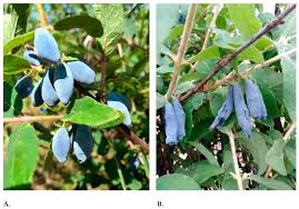 Attēlu rezultāti vaicājumam “Lonicera caerulea var. pallasii fruit”