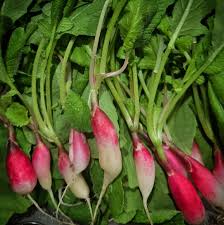 Afbeeldingsresultaat voor melanzana prosperosa eggplant