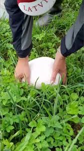 Attēlu rezultāti vaicājumam “Langermania gigantea”