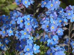 Image result for Myosotis sylvatica