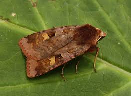 Attēlu rezultāti vaicājumam “Diarsia brunnea”