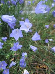 Attēlu rezultāti vaicājumam “Campanula rotundifolia flower”
