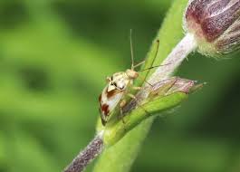 Attēlu rezultāti vaicājumam “Lygus pratensis nymph”