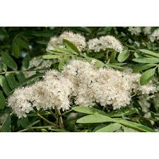 Attēlu rezultāti vaicājumam “Sorbus aucuparia flower”